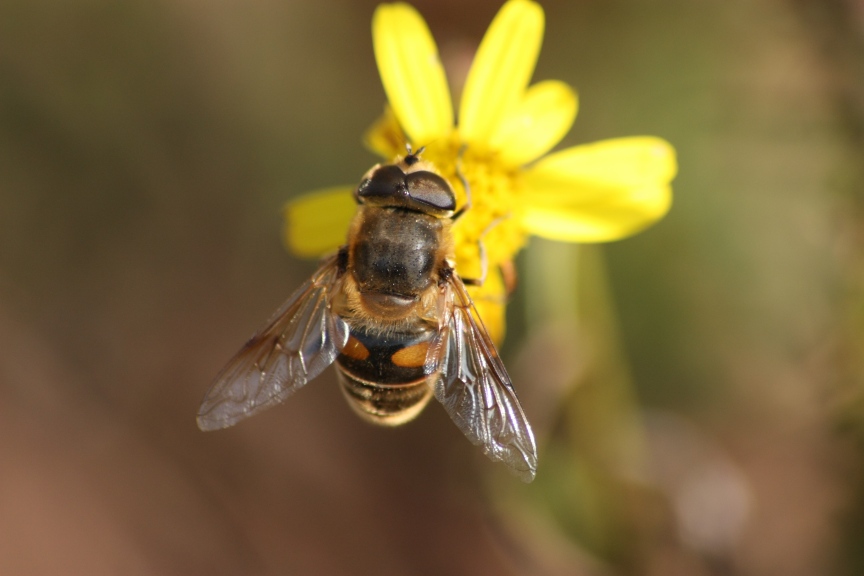 Eristalis tenax